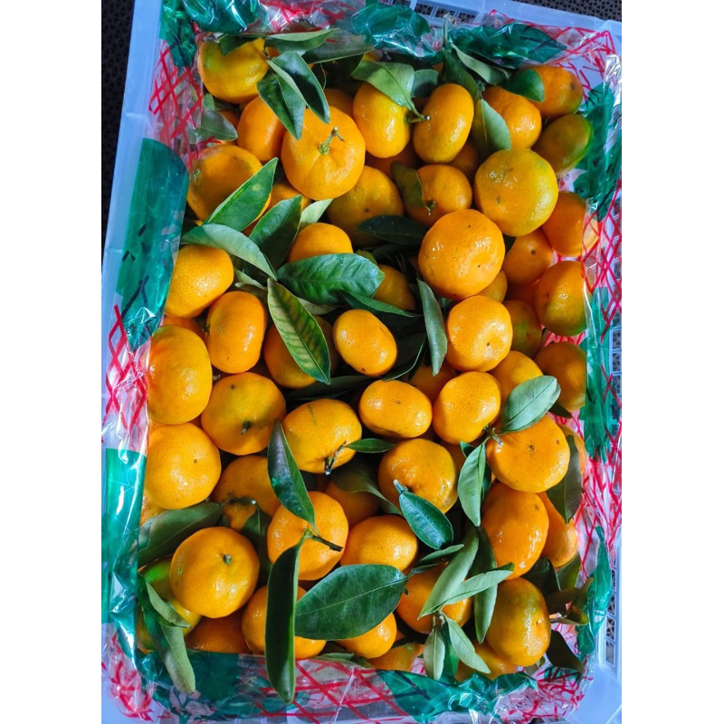 

Buah Jeruk Santang Daun