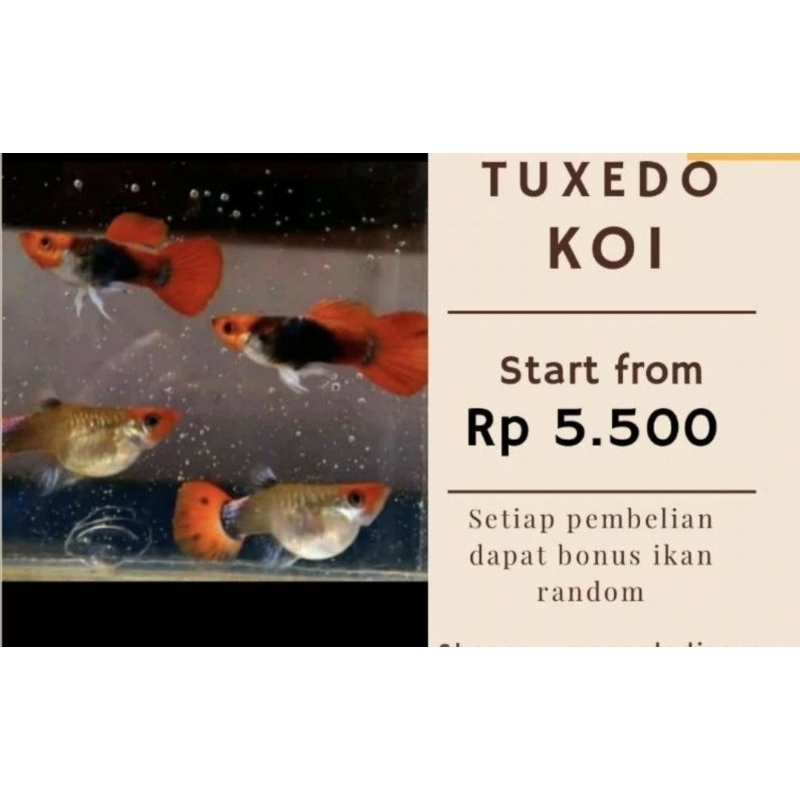 

Gambar Gapi Tuxedo Koi