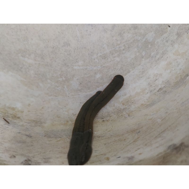 lintah Terapi ukuran Sedang lintah terapi steril size mild