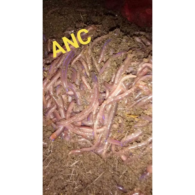 cacing tanah ANC 1kg