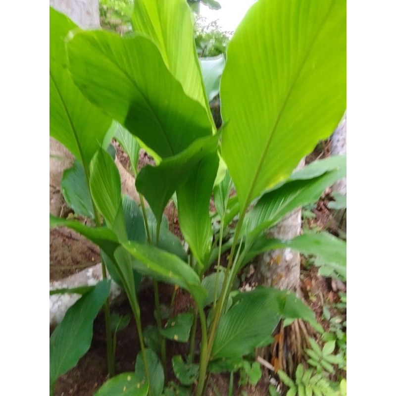 

Daun Kunyit Segar 250 Gram Daun kunyit Kuning Segar Camuran Sayuran