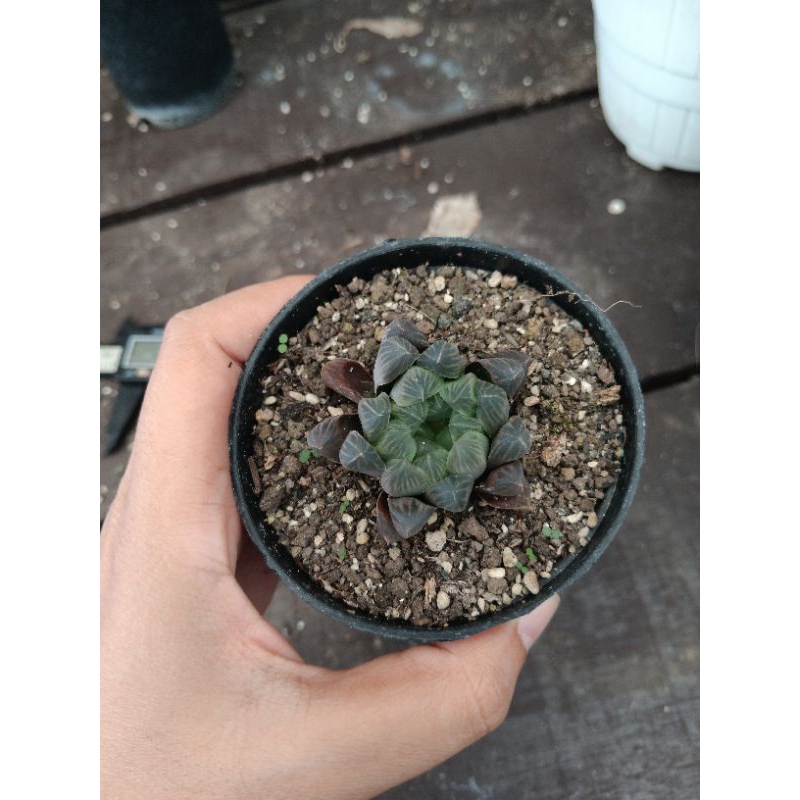 haworthia cooperi murasaki