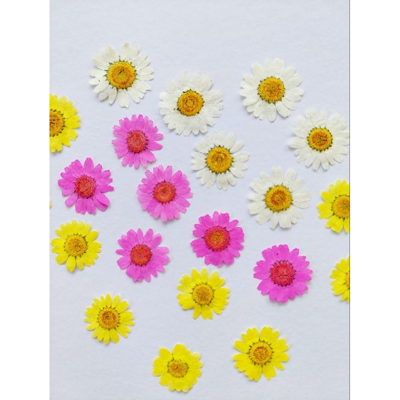 Pressed Daisy Flower- Dried Flower - Dried Daisy - Bunga kering - Bunga Press - Oshibana
