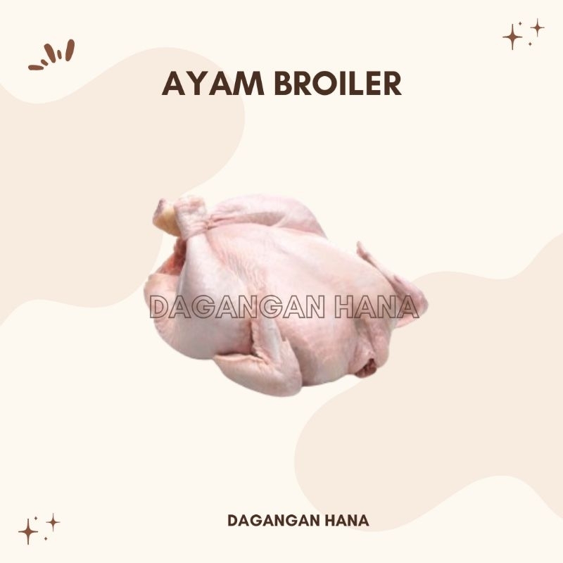 

AYAM BROILER MURAH PER EKOR