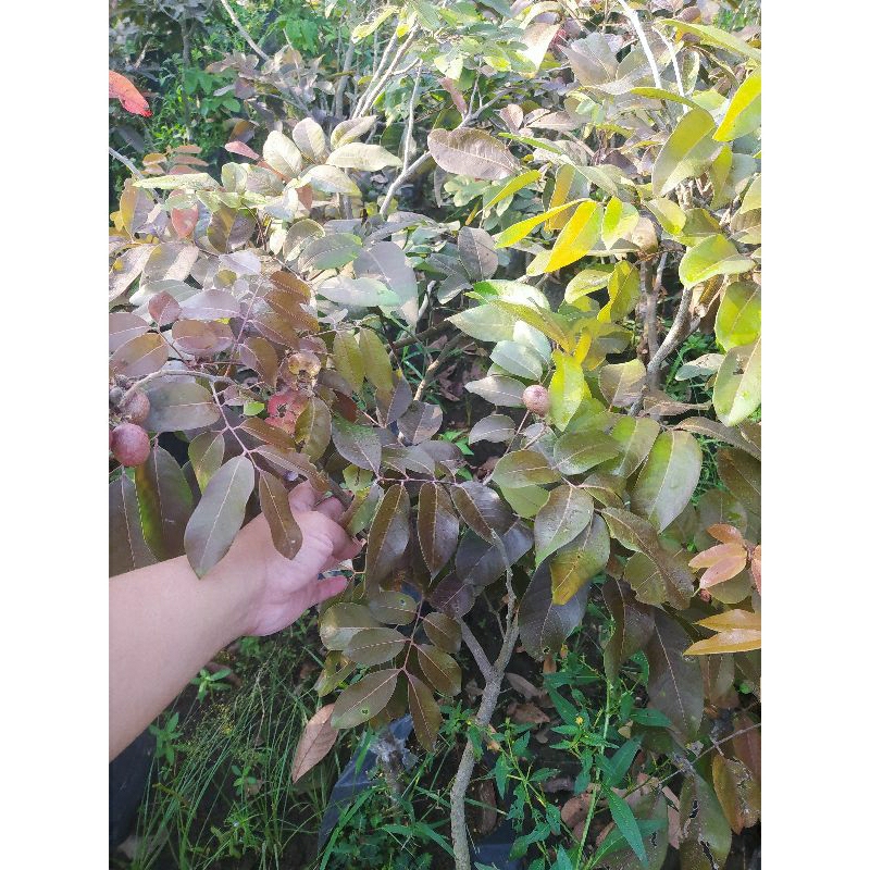 bibit lengkeng merah unggul