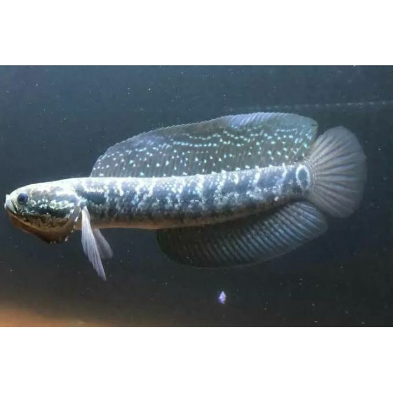 ASIATICA GONDRONG (Size 13cm)