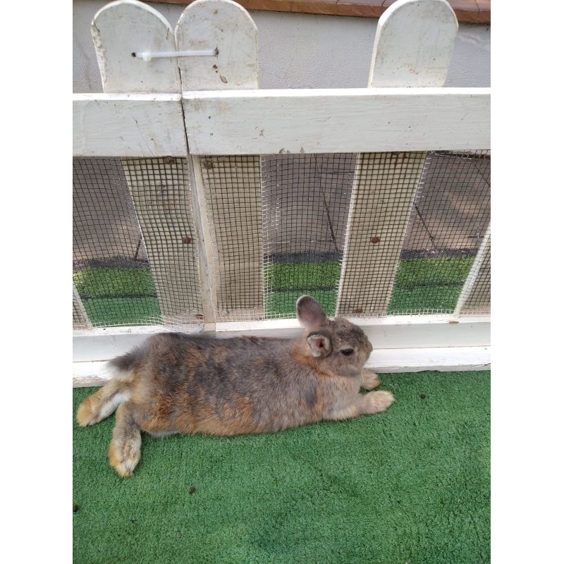 Netherland Dwarf