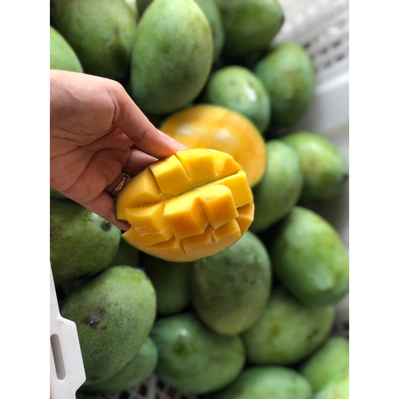 

MANGGA MANALAGI MANIS / MANGGA MADU