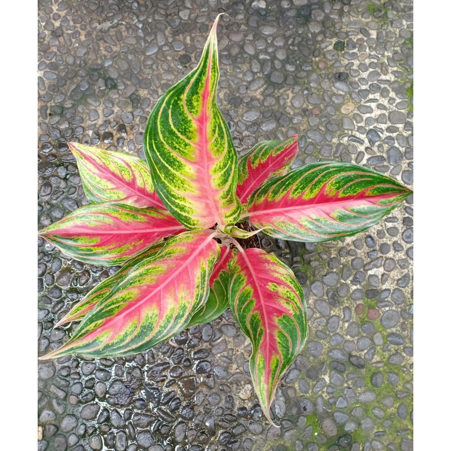 ➫✬✵ RED SUNSET - Tanaman Hias Aglaonema Aglonema