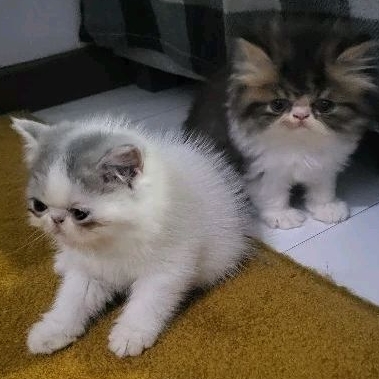 anak kucing Kitten exotic shorthair peaknose. lahir (DOB) 22 oktober 2023 lokasi BANDUNG, KOPO PERMAI
