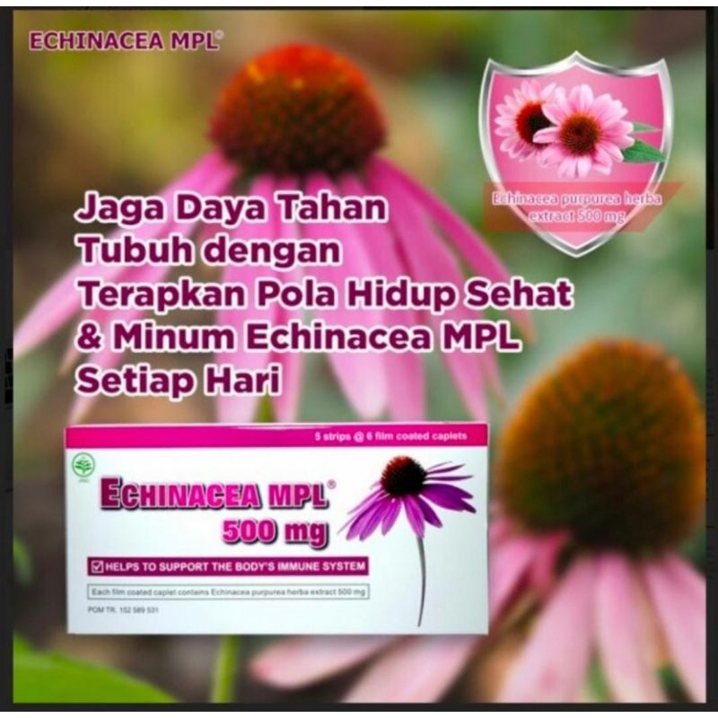 ECHINACEA MPL 500 mg untuk meningkatkan booster Imunitas &Antibiotik Alami