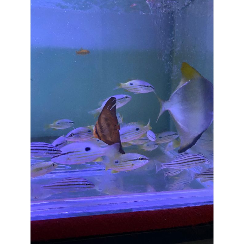 Kakap Tompel size 7-8cm TAMBAH GARAM SEDIKIT (❗WAJIB UBAH PENGIRIMAN J&T❗)