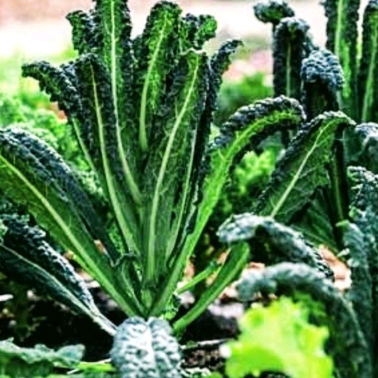 5 Bibit/biji benih sawi kale nero toskan/kubis kale nero