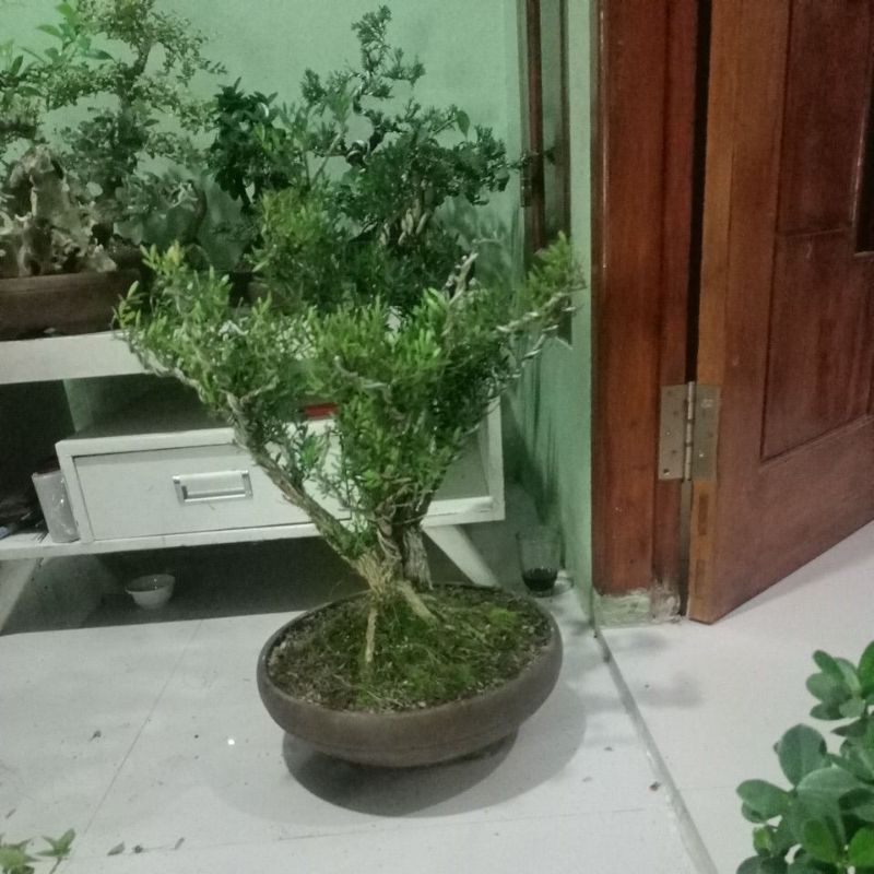 bonsai boxus - bonsai siap pajang