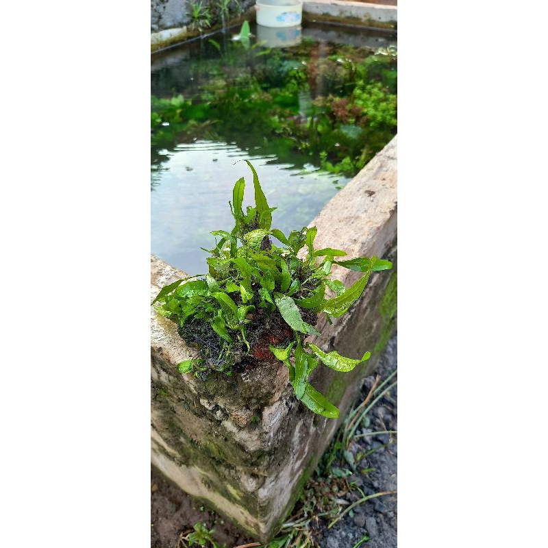kadaka mini/java fern