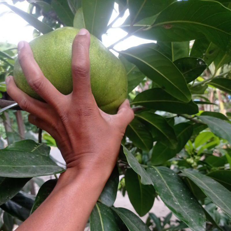

Buah Black Sapote Giant