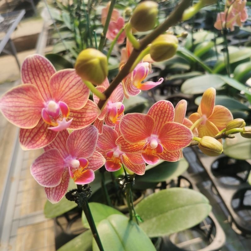 angbul mini orange premium