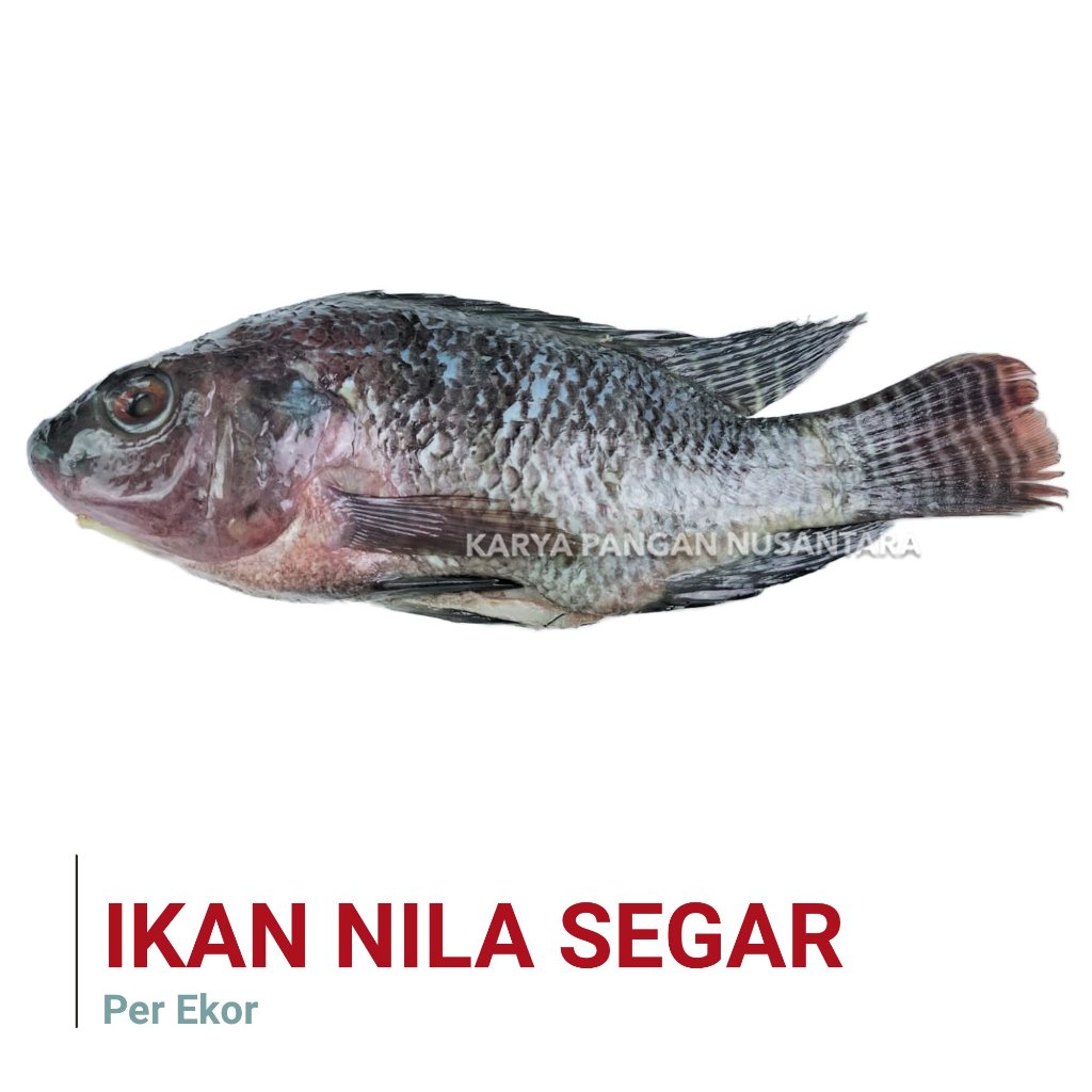 

IKAN NILA SEGAR BERSIH IKAN NILA FRESH FROZEN NETTO PER PCS EKOR