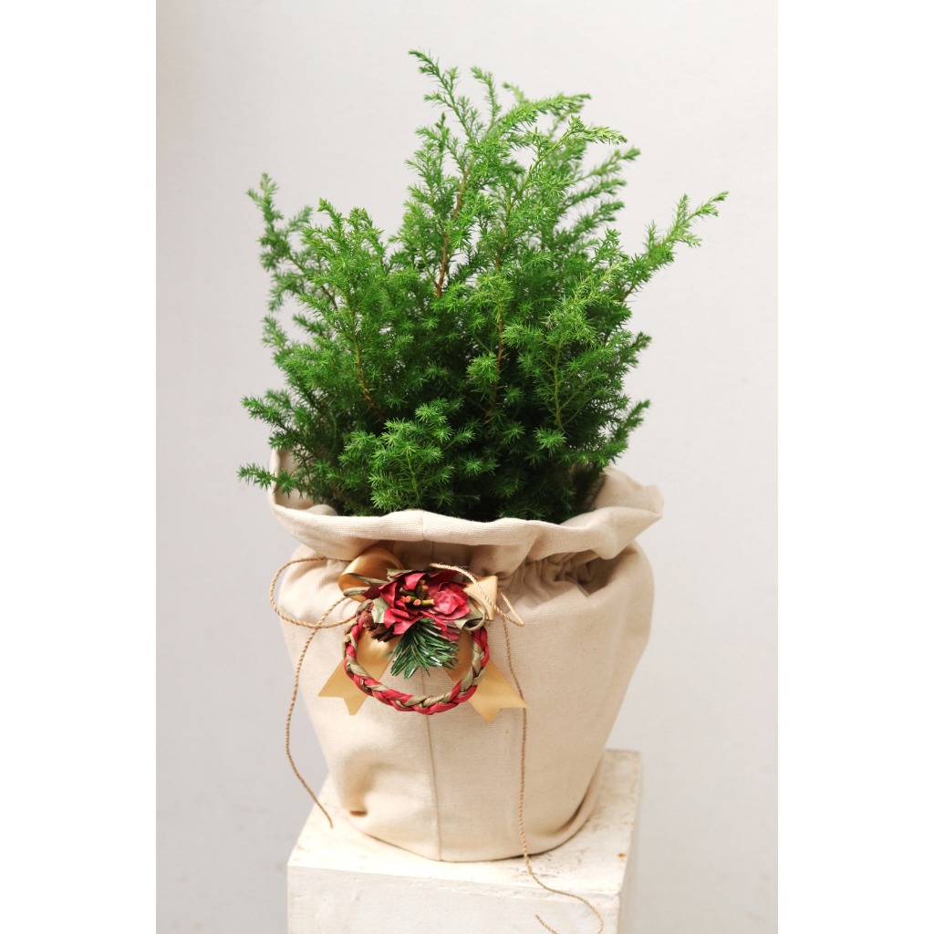 

Hampers Natal Unik Ngeboon : the Holy Pots! Cemara Embun