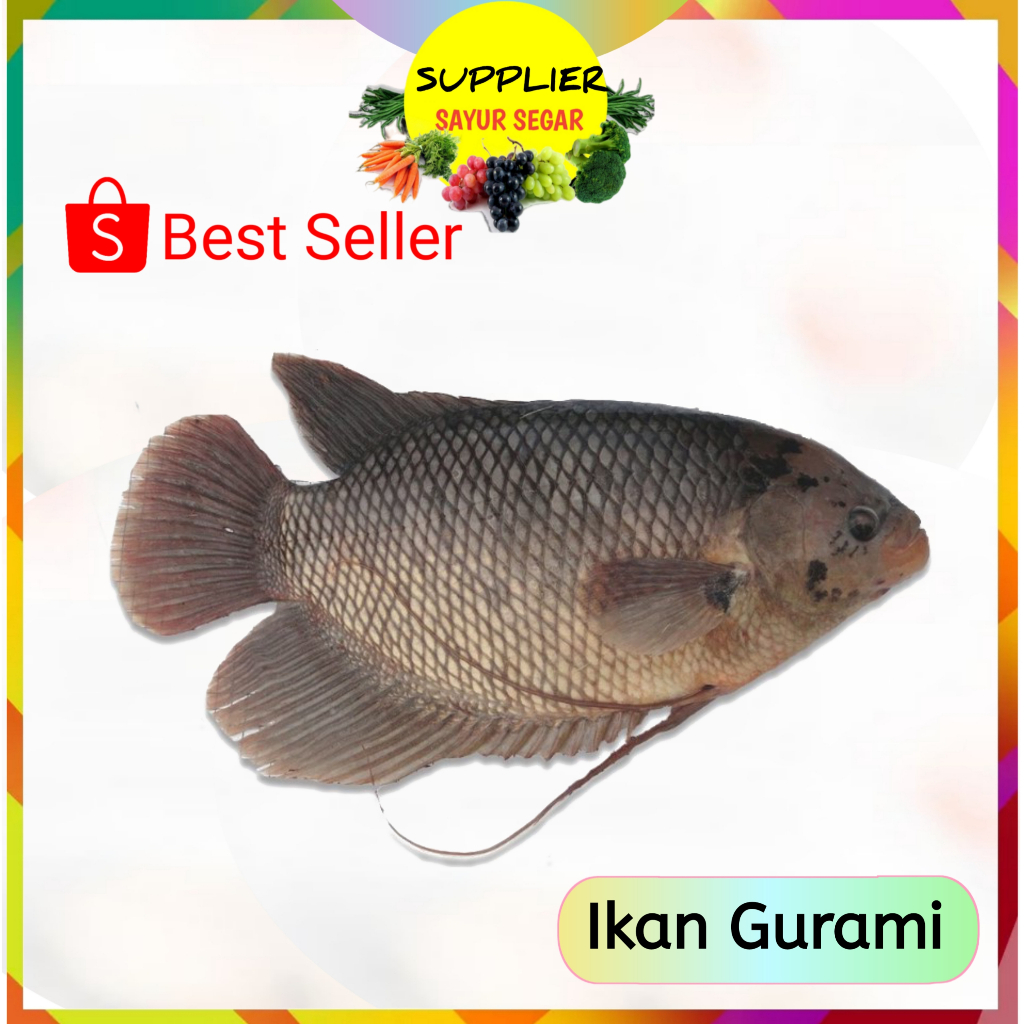 

Ikan Gurami Gurame 1 Kg Fresh Palembang