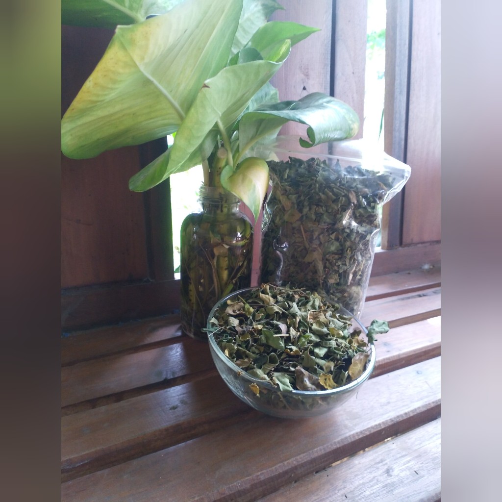 

Keajaiban Daun Kelor Kering: Rahasia Kesehatan Tersembunyi yang Harus Kamu Ketahui