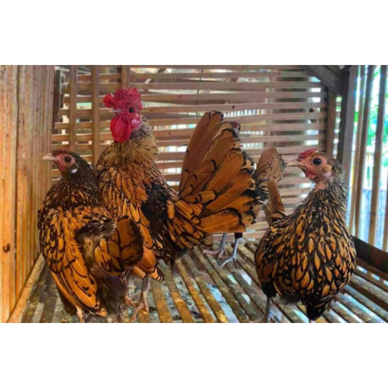 

Telur Ayam batik super impor