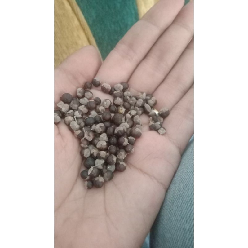 

buah legundi 100% asli