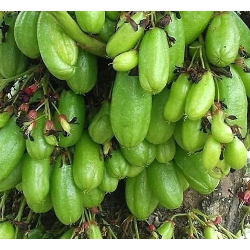 

efruitday Belimbing Wuluh Segar 1pack isi 10buah