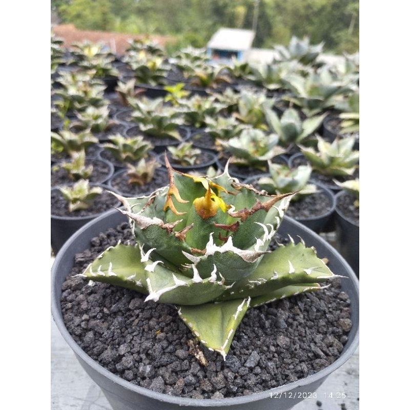 Agave Titanota Solar Green Pot 12
