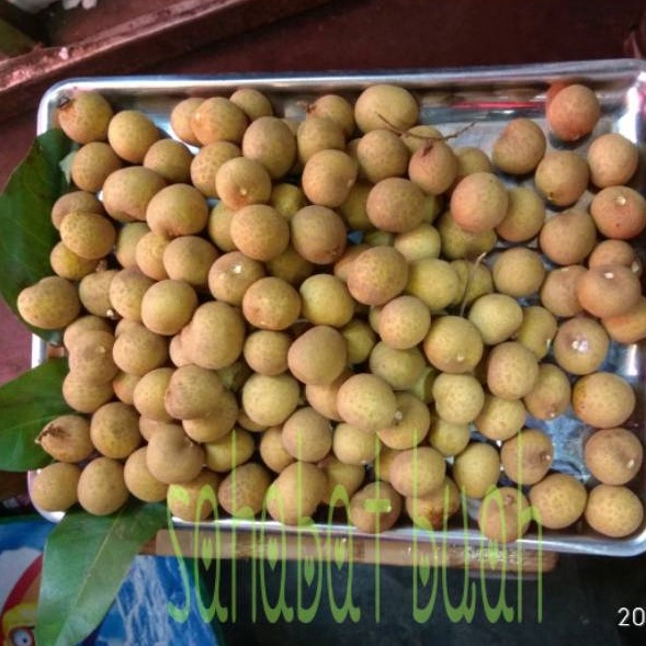 

ZRZK3607 5.5 COD BUAH LENGKENG BANKOK JUMBO TANPA RANTING