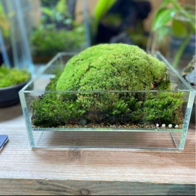 1 kg lumut hidup/lumut bonsai