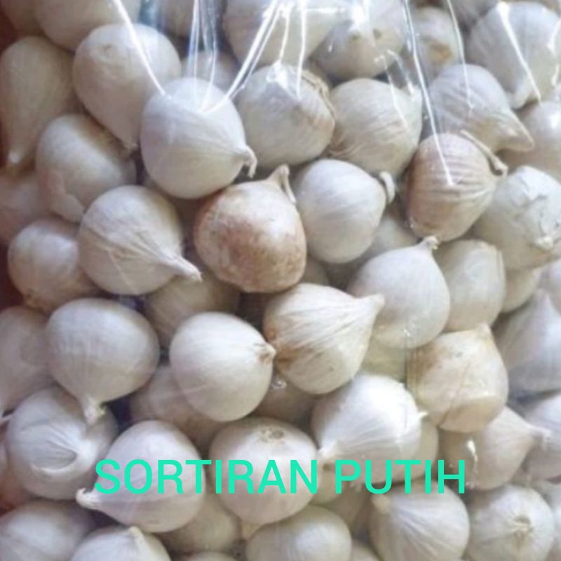 

Bawang putih tunggal lanang super putih 500 gram