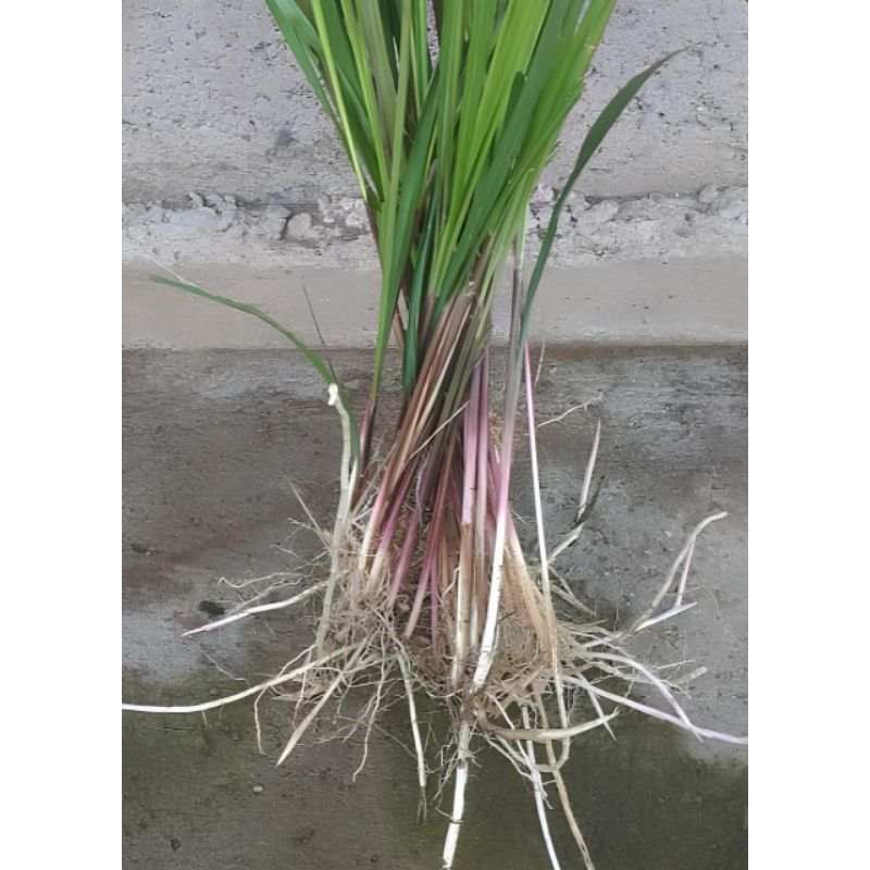 

Alang-alang Daun + Akar / Akar Daun Alang-alang Segar