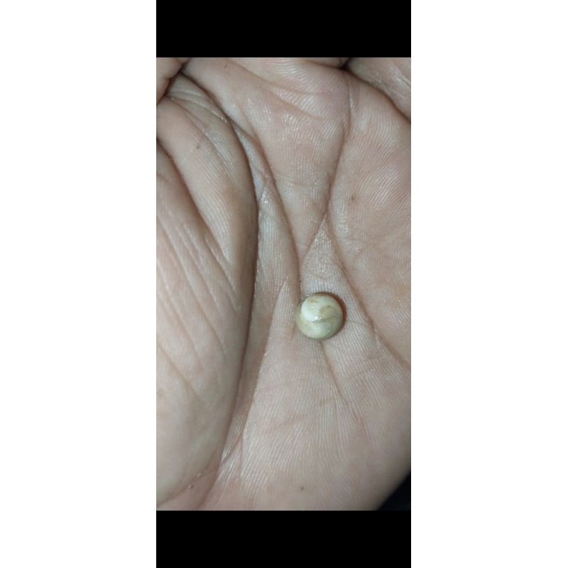 mustika raja welut putih