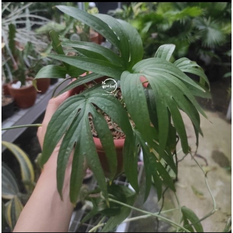 Amydrium Zippelianum / Amydrium