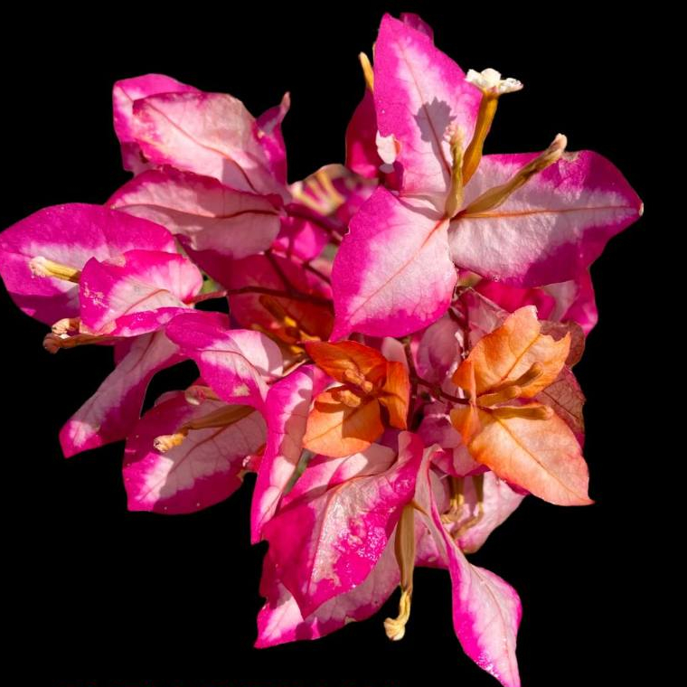 Bunga kertas Bougenville Import Original ( Request Order )