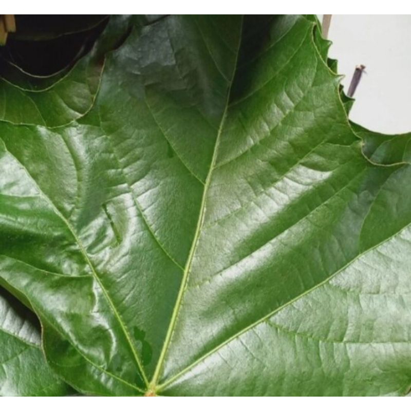 

Daun Kemiri/Daun Muncang 500gram