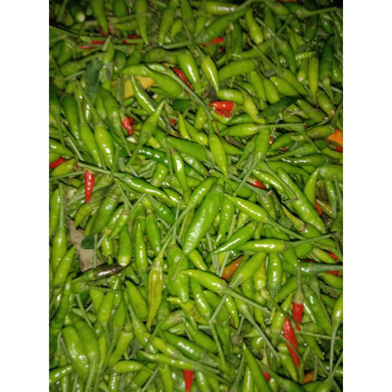 

CABAI RAWIT HIJAU PEDAS 250 gr