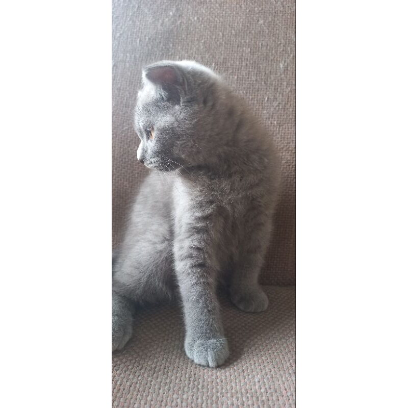 kucing brithis short hair kitten 3 bln