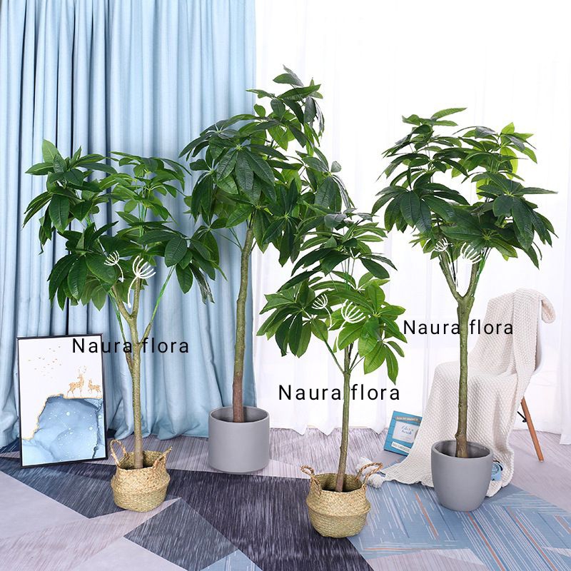 TERBARU TANAMAN HIAS PACIRA TINGGI 1 METER - POHON KEBERUNTUNGAN - POHON INDOOR/OUTDOOR