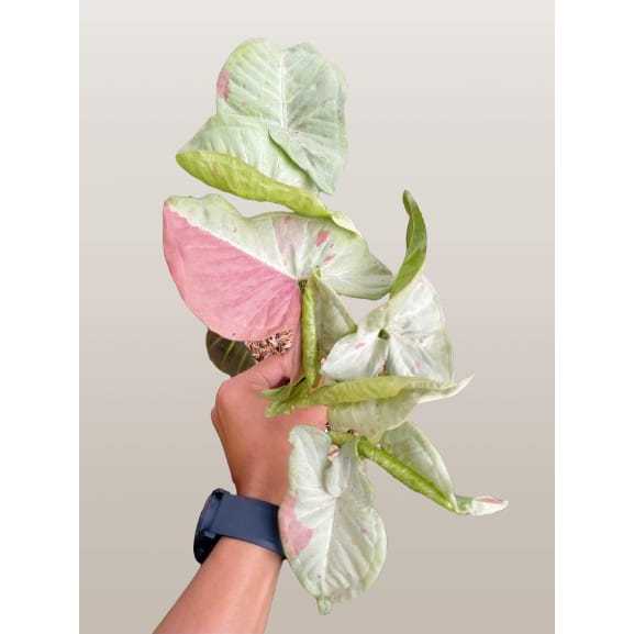 Syngonium Milk Confetti