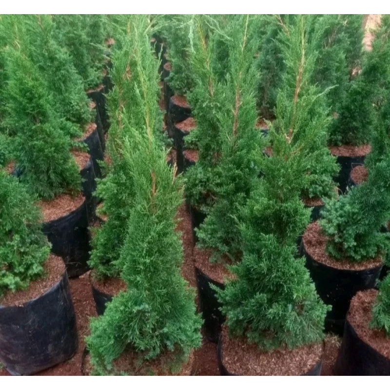 Cemara Lilin tinggi 50cm