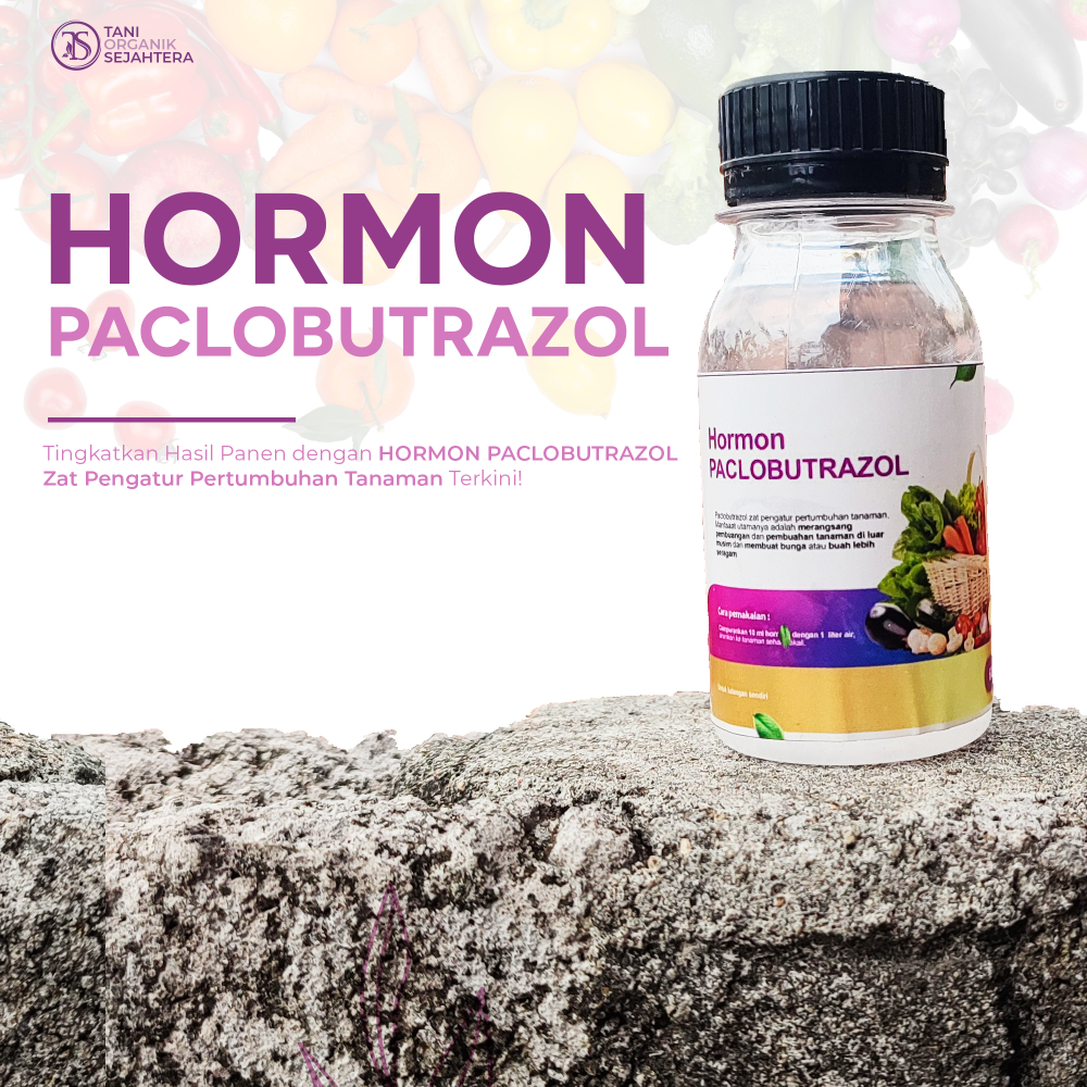 Hormon Paclobutrazol untuk Pertumbuhan Tanaman Optimal Hormon Paclobutrazol: Solusi Ampuh untuk Hasi