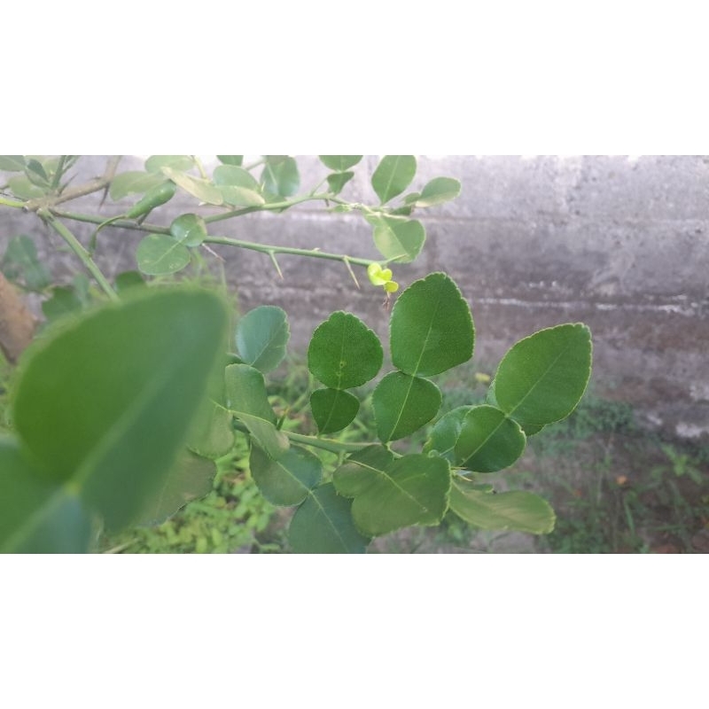 

(4 lembar daun) Daun jeruk purut segar
