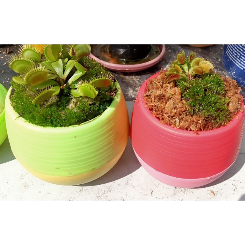 Tanaman Karnivora Venus FlyTrap