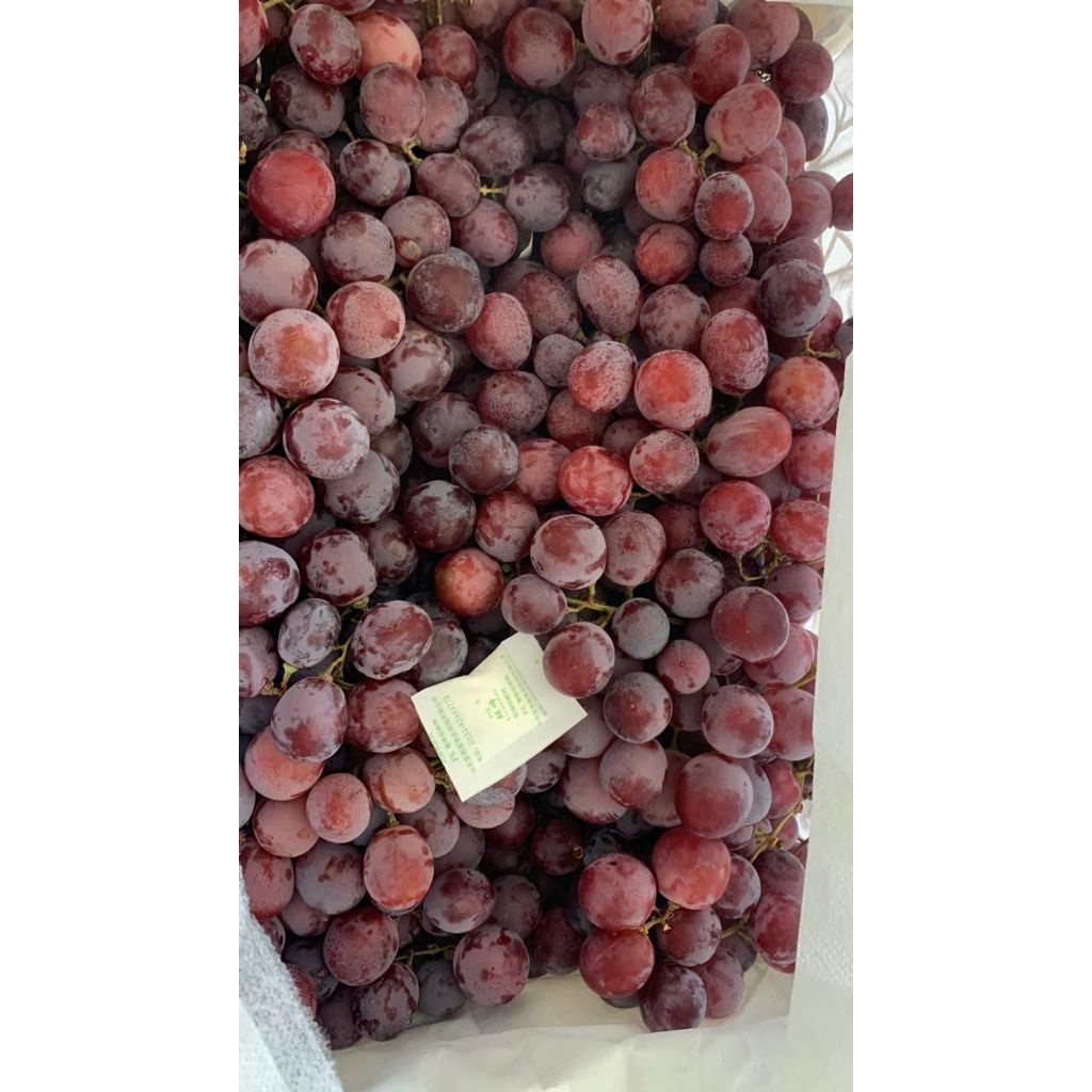 

Anggur Merah Australia Super Manis tanpa Biji 500 gram