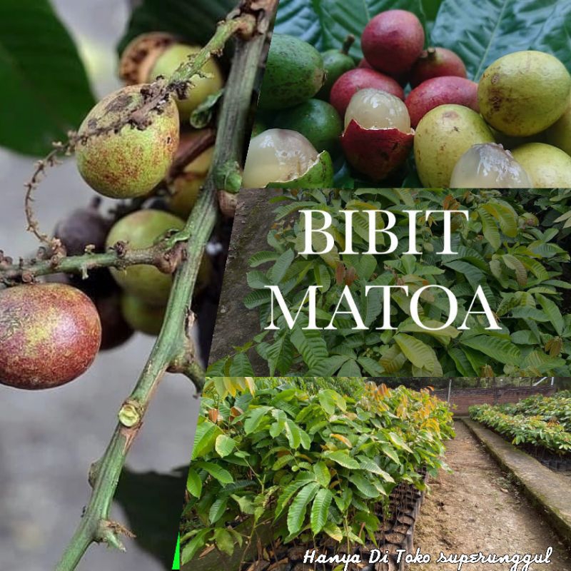 PROMO Beli 2 Gratis 1 | Bibit Buah | MATOA MERAH Rasa Durian | Buah Manis Dan Daging Buah Tebal | Bi