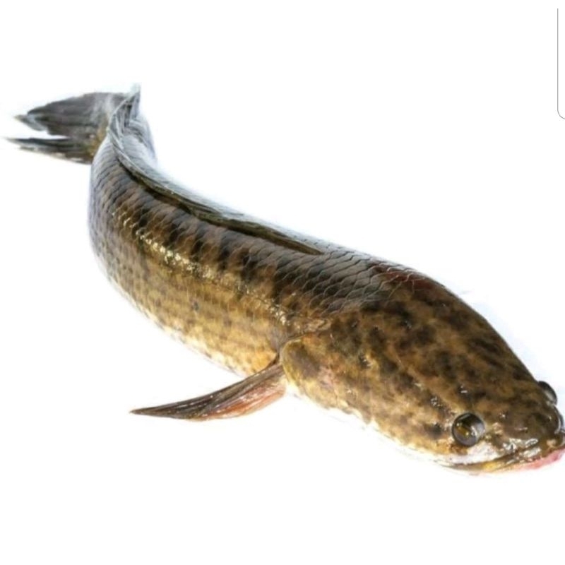 

gabus hidup 1-4 per kg