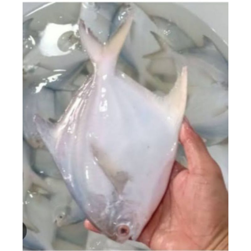 

IKAN BAWAL PUTIH SEGAR 1KG (ISI 8/9)