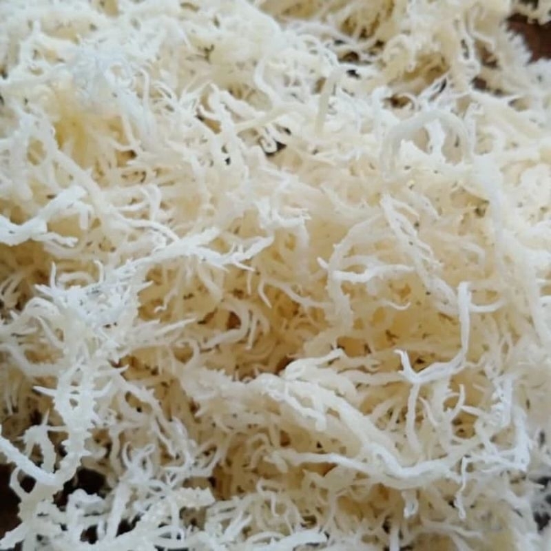 

Rumput Laut Putih 1 kg Spinosum Kenyal Asli